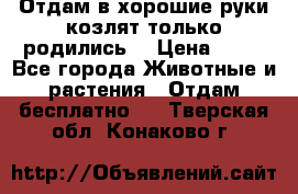 Отдам в хорошие руки козлят.только родились. › Цена ­ 20 - Все города Животные и растения » Отдам бесплатно   . Тверская обл.,Конаково г.